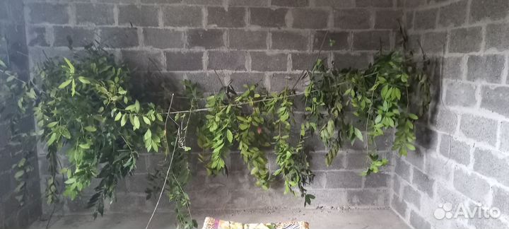 Лаврушка оптом