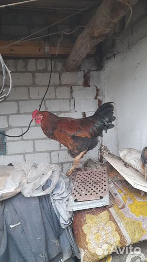 Гуси, индоутки и петухи