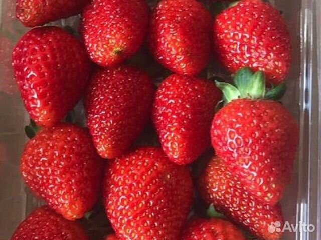 Много клубники Альбион Череповец