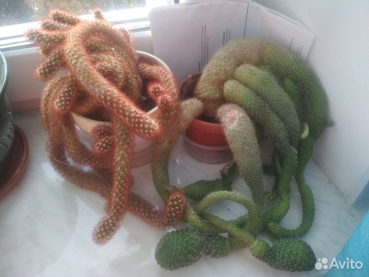 Цветы пальма кактус Замиокулькас диффенбахия