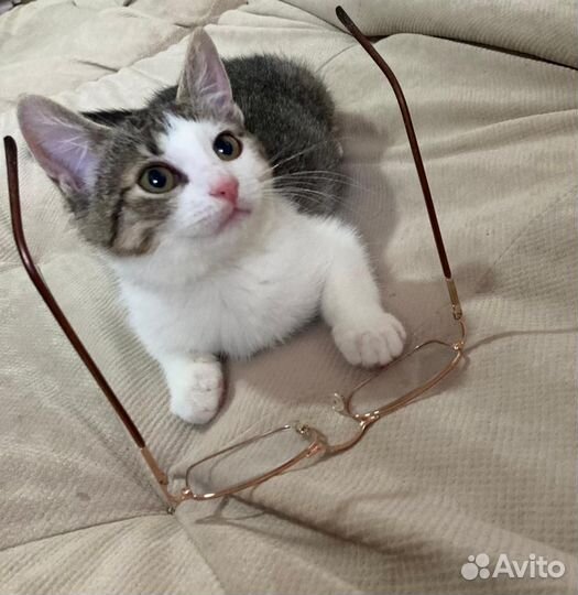 Домашние котята 3 месяца