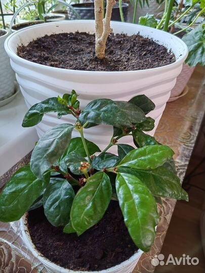 Африканская гардения, паветта ланцетная и др