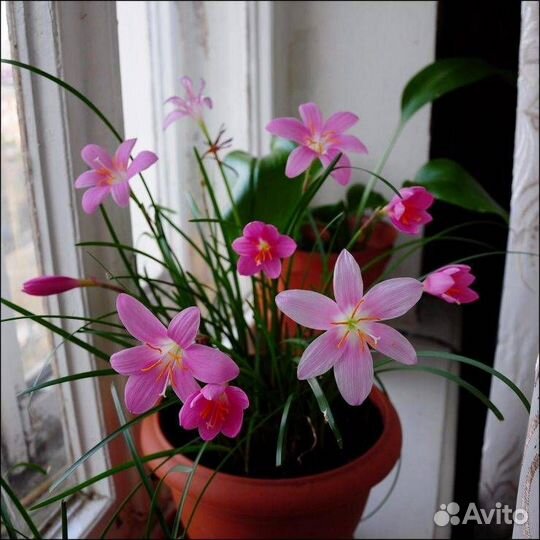 Комнатные цветы