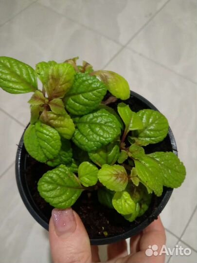 Плектрантус