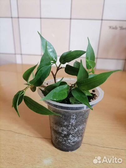 Комнатные растения фикус