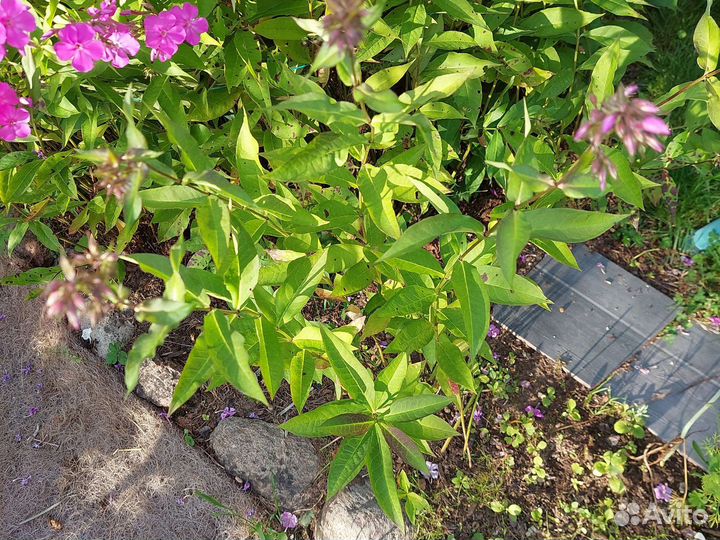 Астильба, лилейник