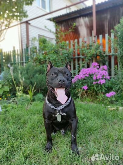 Питбуль для вязки