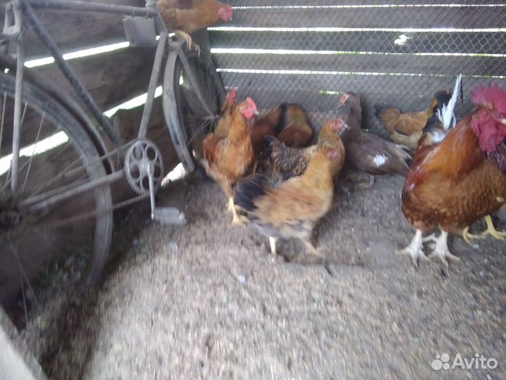 Кучинская юбилейная