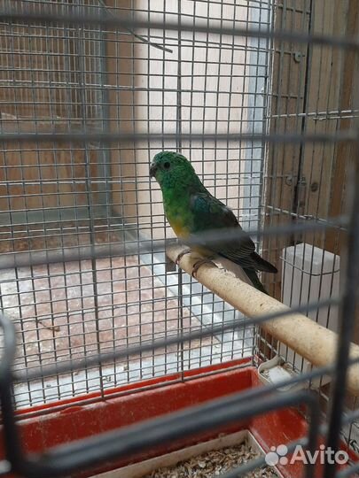 Попугай,амадины