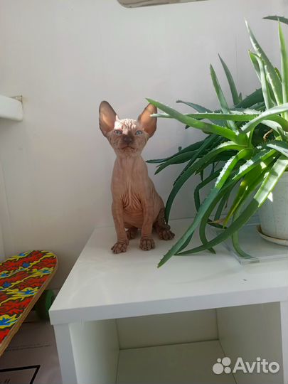 Котята Канадского сфинкса