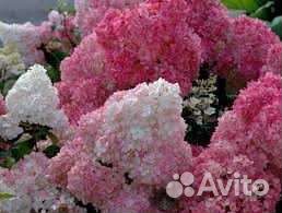 Гортензия метельчатая