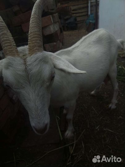 Коза дойная