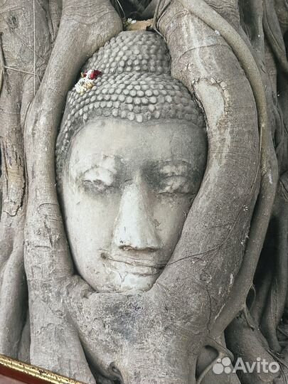 Картина: голова Будды в корнях дерева