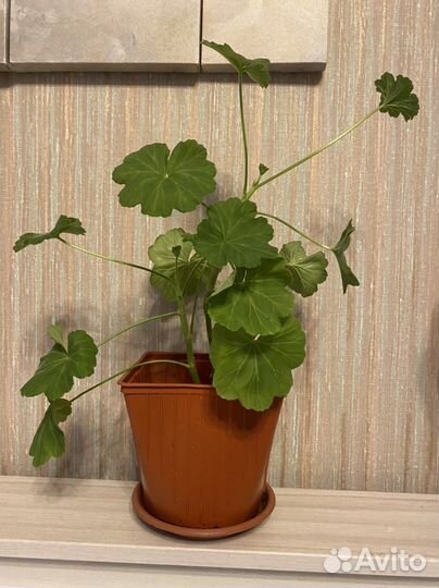 Пеларгония герань