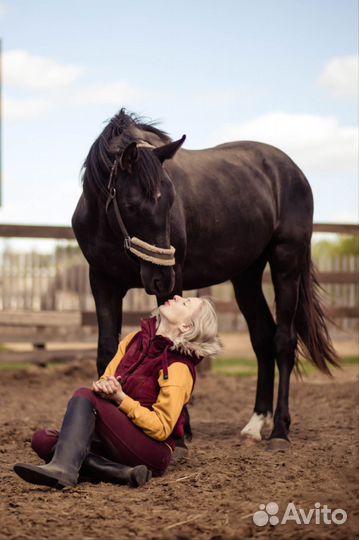 Серебристо-вороной жеребец