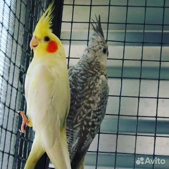 Попугаи Корелла птенцы