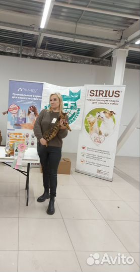 Бенгальская