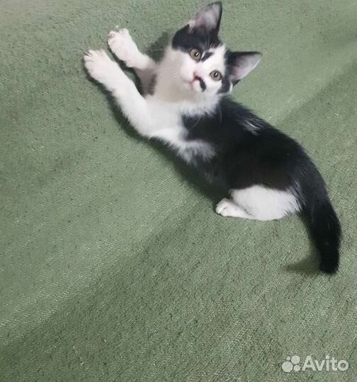 Котенок - котик