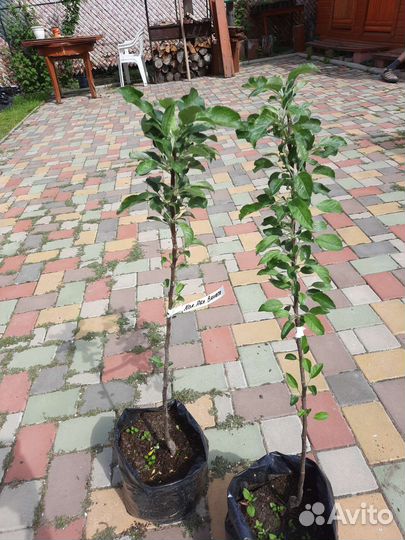 Колонновидная яблоня Валюта