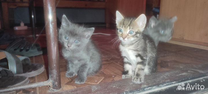Котенок в дар бесплатно