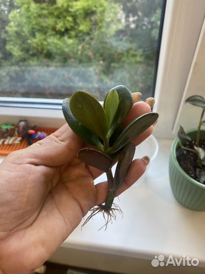 Денежное дерево