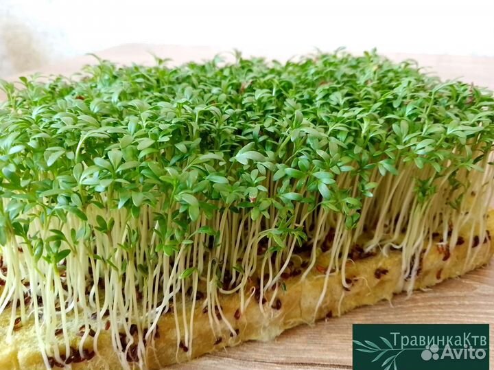 Микрозелень,проростки,трава для животных