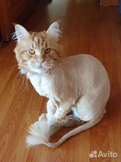 Стрижка кошек