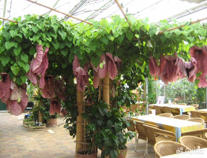 Кирказон саженцы для украшения сада и дома