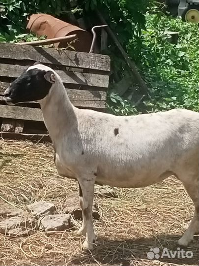 Овцы Дорпер и Гиссар