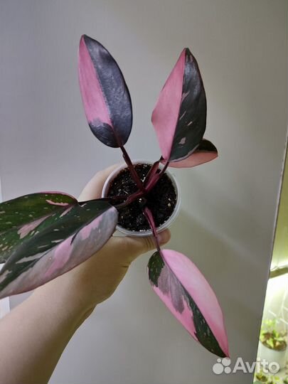 Филодендрон Розовая принцесса