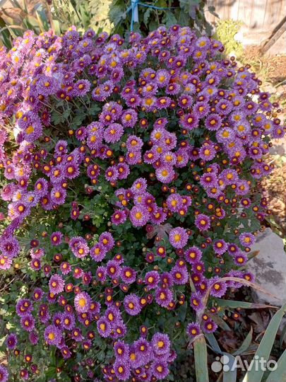 Мультифлора и хризантема