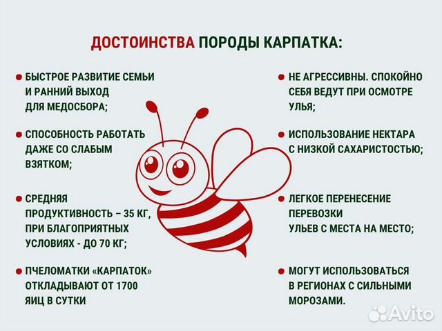 Пчелопакет Карпатка 2023. Доставка бесплатная