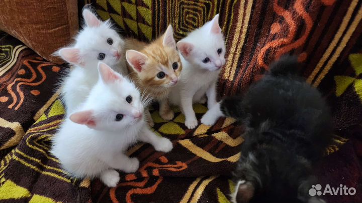 Курильский Бобтейл котята