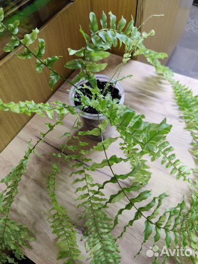 Папоротник (тайгер)