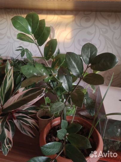 Замиокулькас