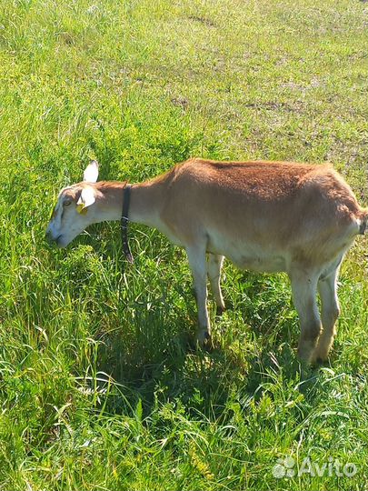 Козы и козлята продажа