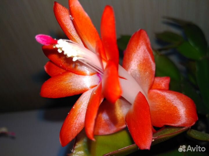 Декабристы, укорененные черенки