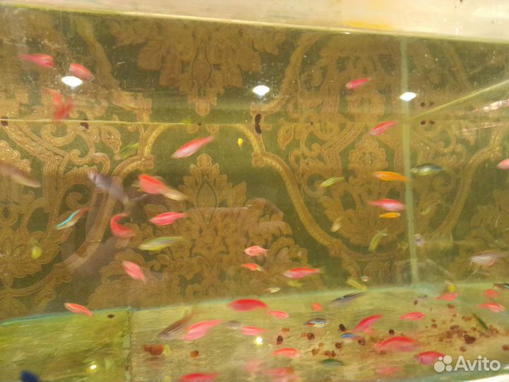 Аквариумные рыбки петушок гуппи и тд