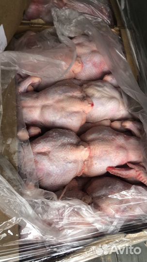 Курица,куры,тушка цыплёнка-бройлера 1го сорта,опто
