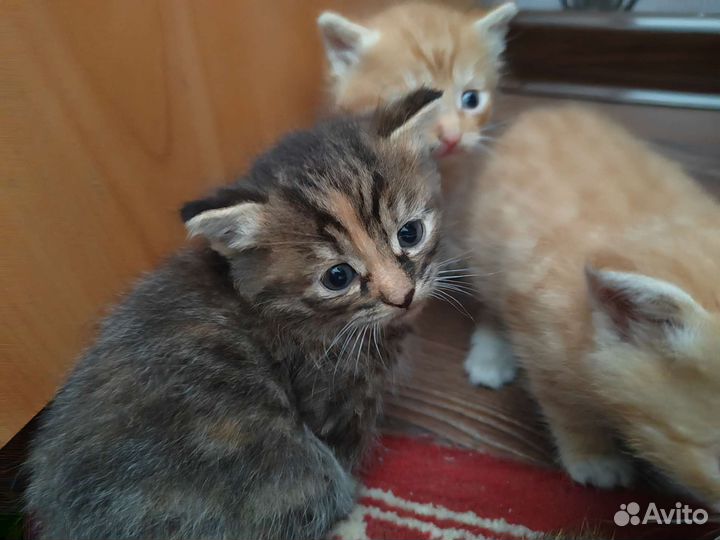 Кошка в дар