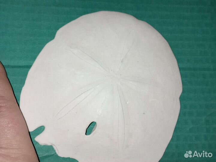 Sand dollar из США