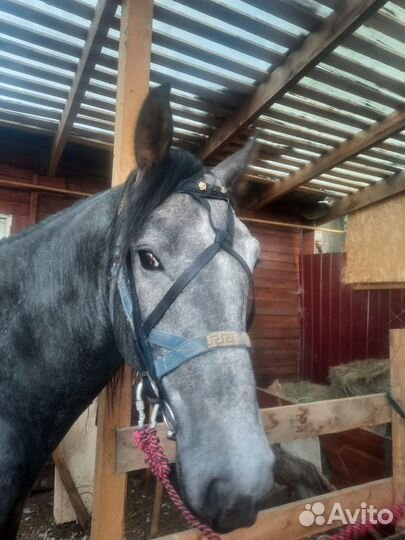 Уздечка ручной работы