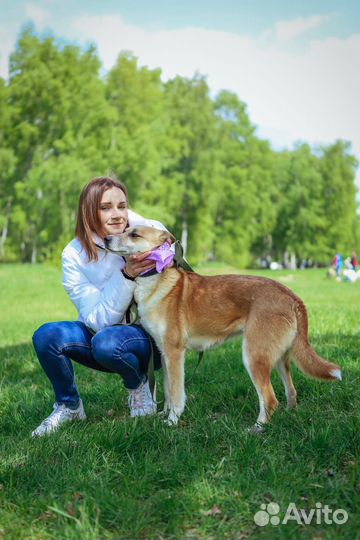 Рыжая красотка Шейла из приюта Некрасовка