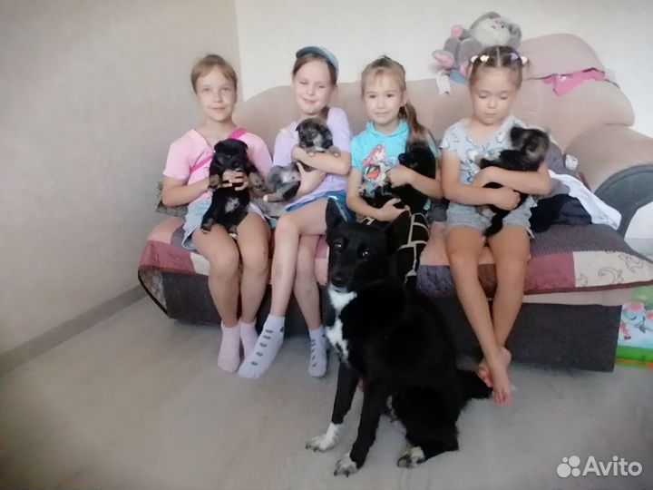 Щенки русско европейской лайки