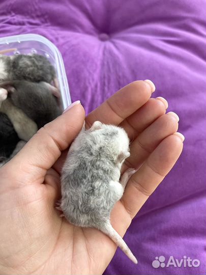 Крысята дамбо рекс, марбл, девил