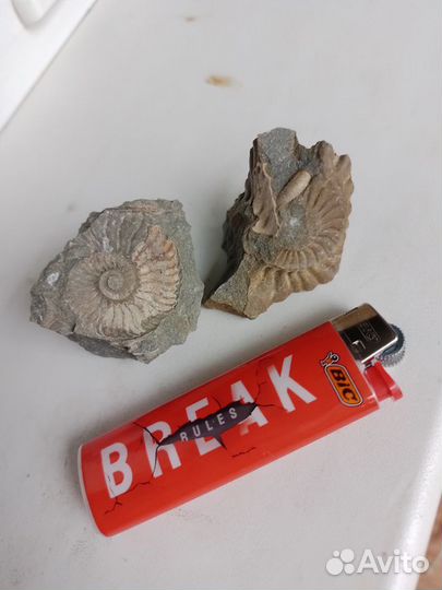 Окаменелости аммониты