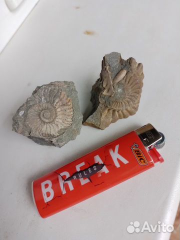 Окаменелости аммониты
