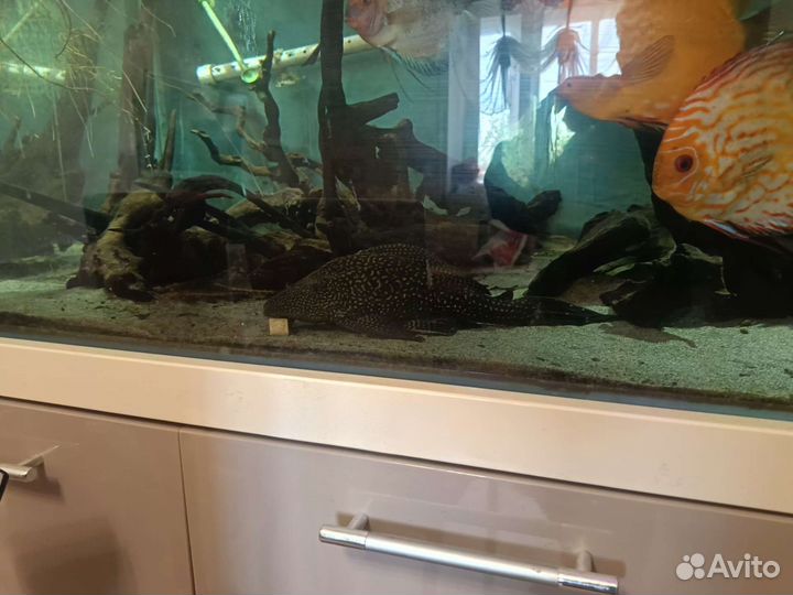 Сом Птеригоплихт парчевый