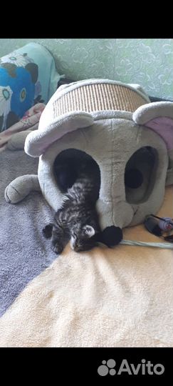 Кошкин домик