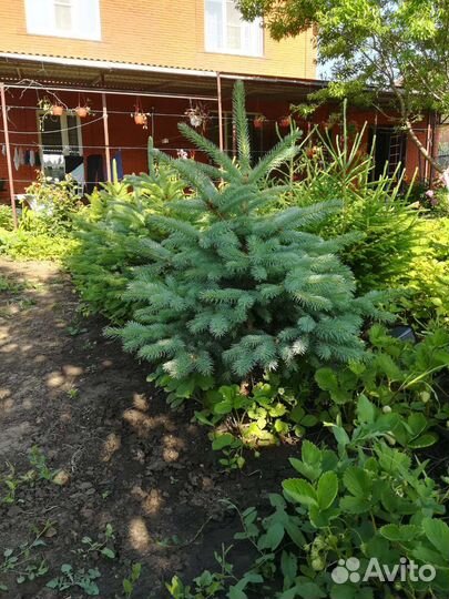 Ель голубая и обыкновенная